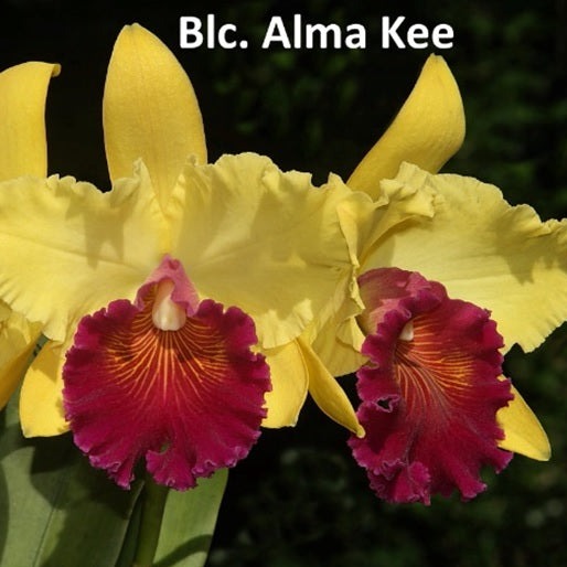 Rhyncholaeliocattleya (Rlc.) Alma Kee 'Tipmalee' AM/AOS