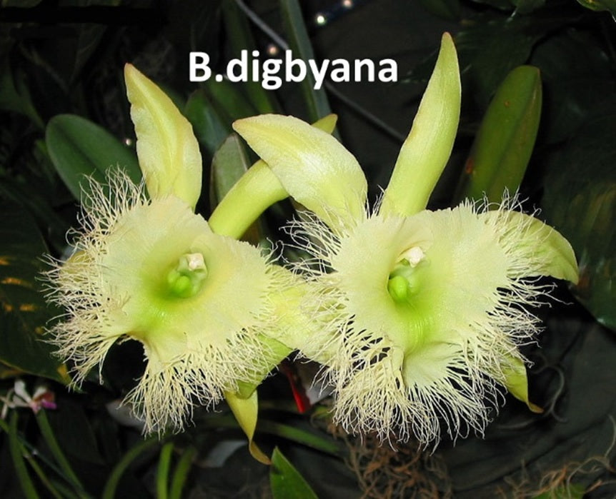 Rhyncholaelia (Brassavola) digbyana