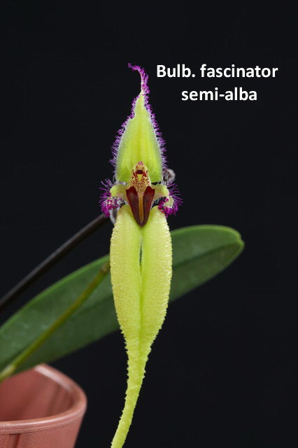 Bulbophyllum fascinator semi-alba Spiking