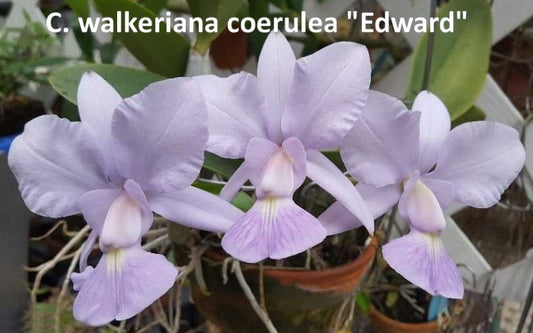 Cattleya walkeriana var coerulea 'Edward'