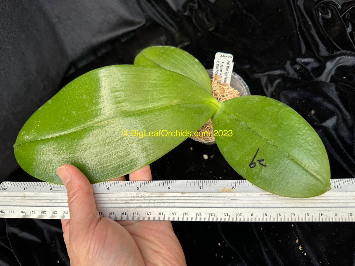 Phalaenopsis Mituo Gigan Fantasy - Seedling