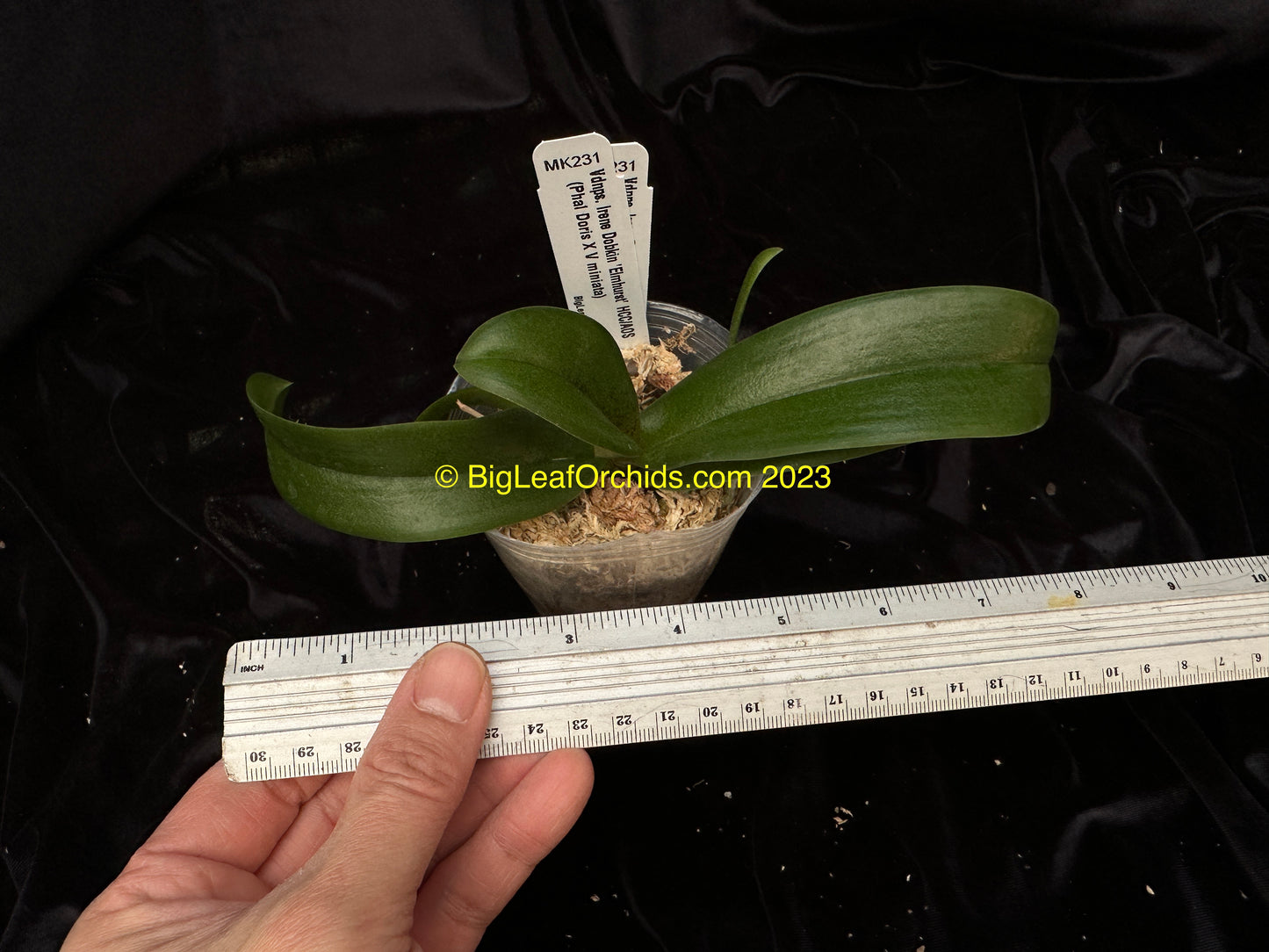 Vandaenopsis (Vdnps) Irene Dobkin 'Elmhurst' HCC/AOS