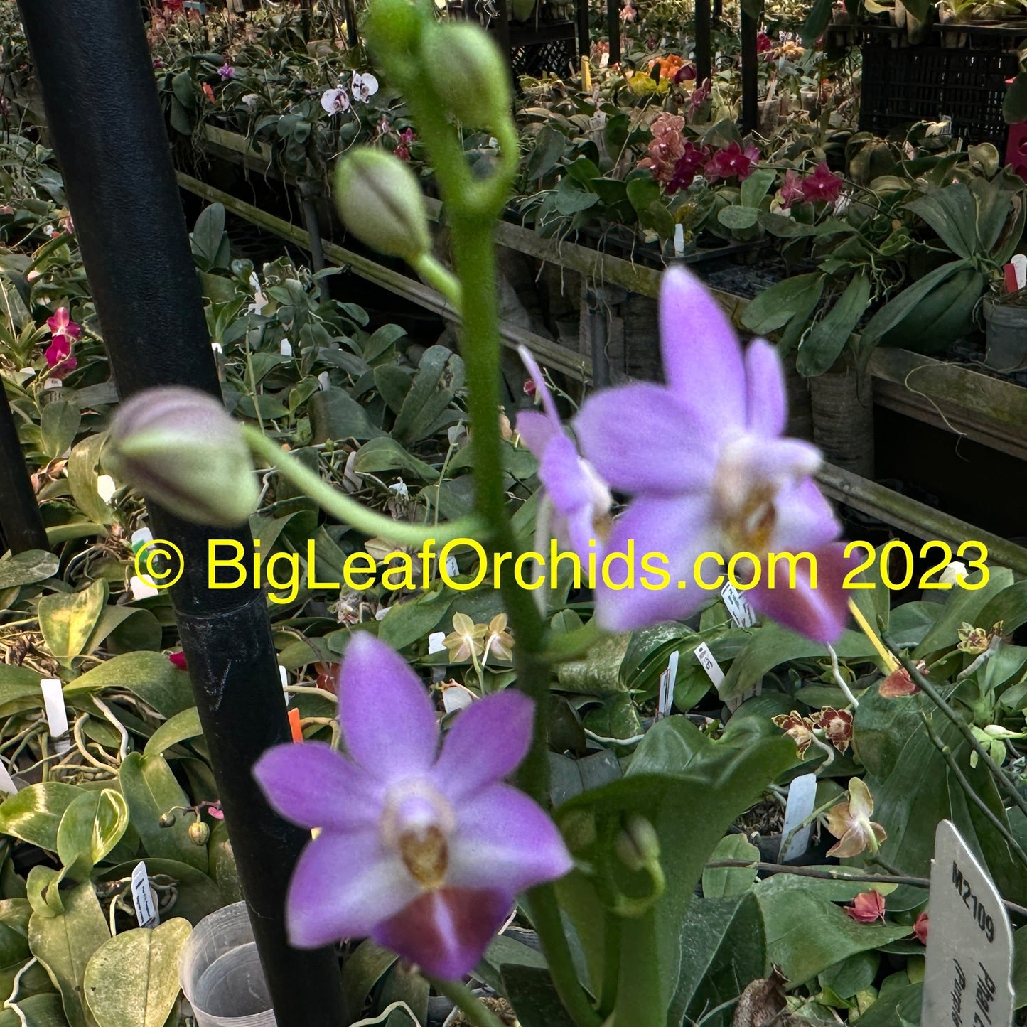 Phalaenopsis Evarise Blue Angel