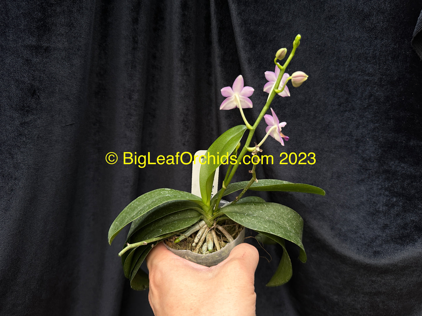 Phalaenopsis Evarise Blue Angel