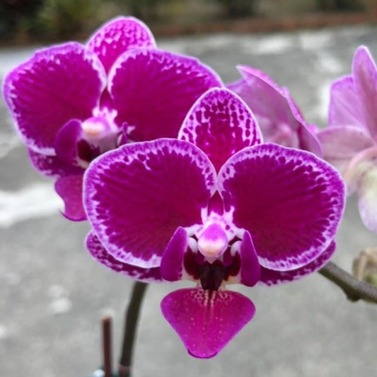 Phalaenopsis Chia E Yenlin 'Variegata'