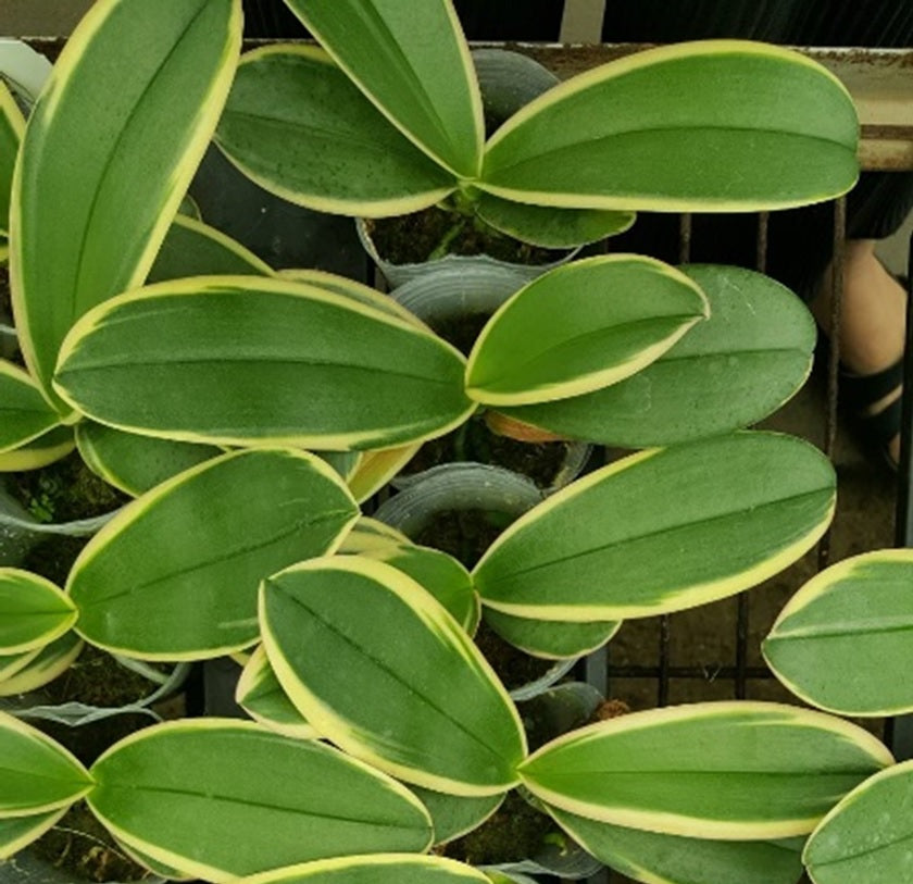 Phalaenopsis Chia E Yenlin 'Variegata'