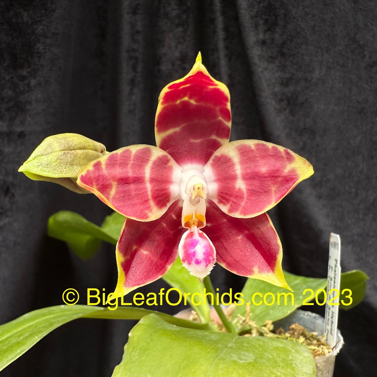 Phalaenopsis (Brother Ambo Passion x Yaphon Goodboy) Seedling