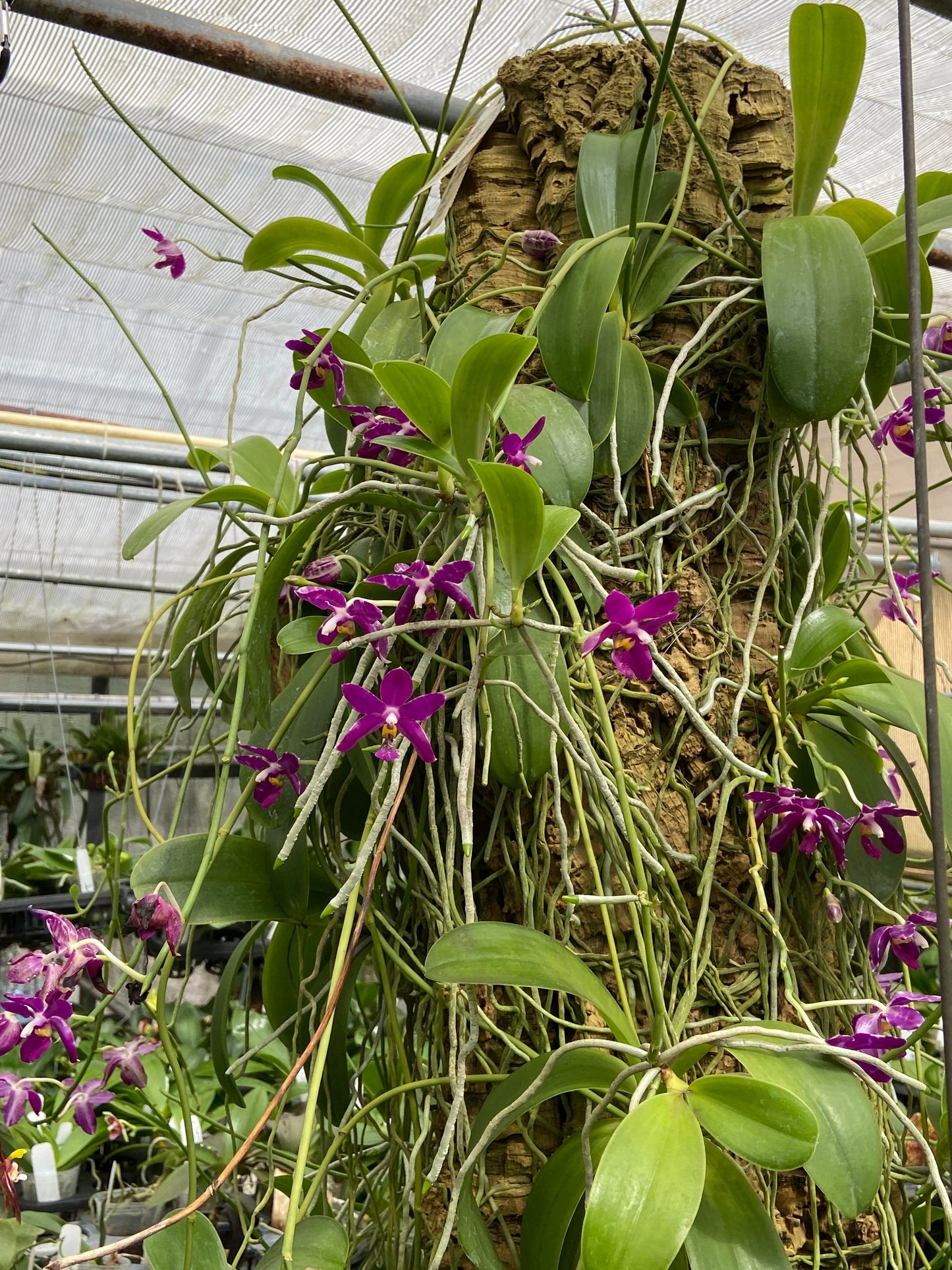 Phalaenopsis pulchra