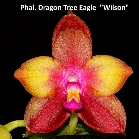 Phalaenopsis Dragon Tree Eagle 'Wilson'