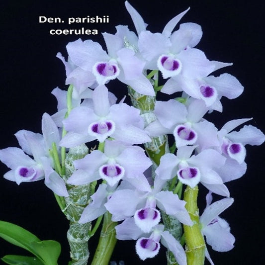 Dendrobium parishii var. coerulea 'Wilson'