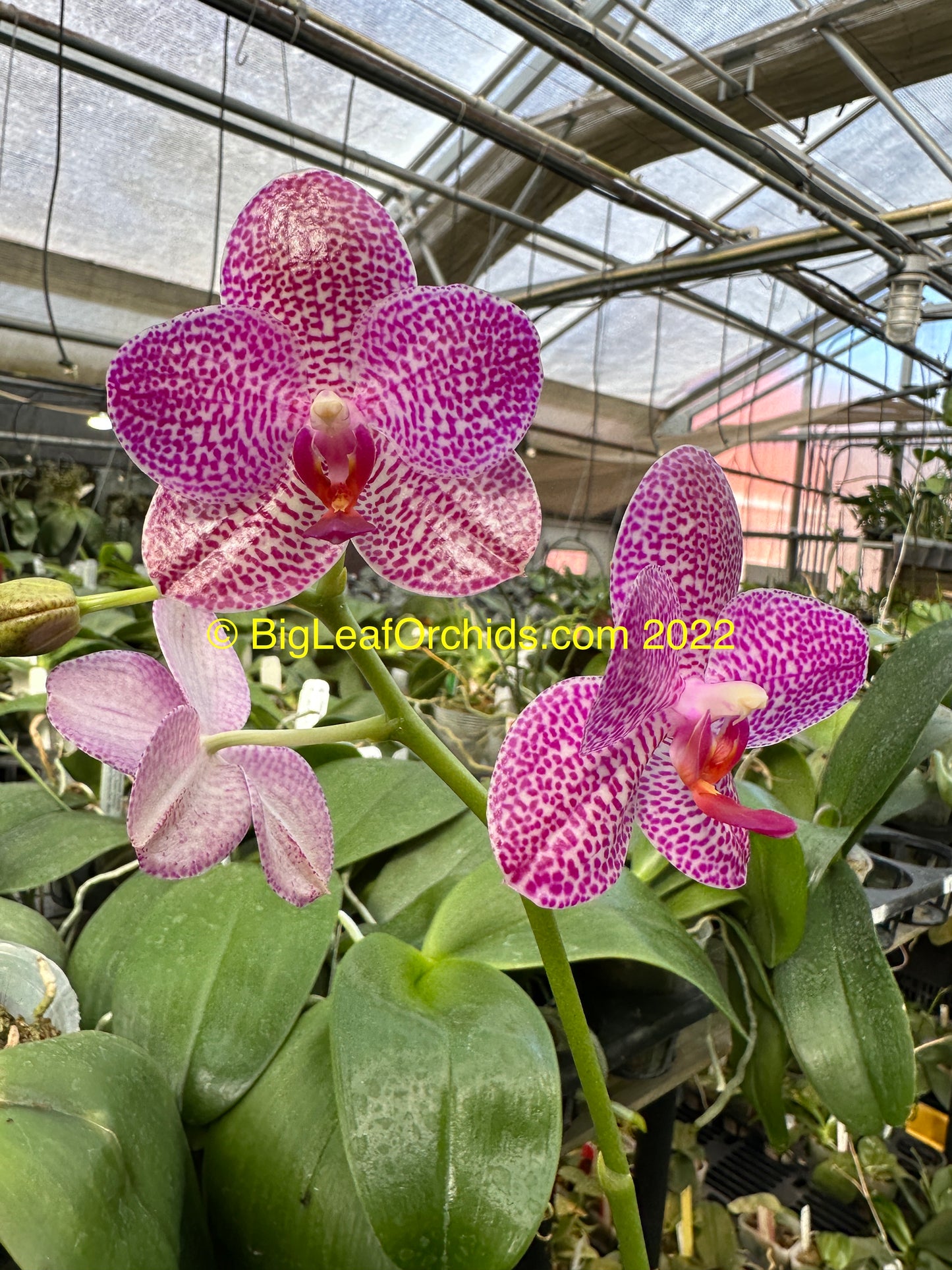 Phalaenopsis LD Gigan Sun 'Mituo #1'