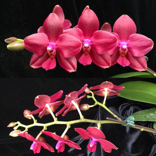 Phalaenopsis Pylo's Sofia 'Peter's Pride' HCC/AOS