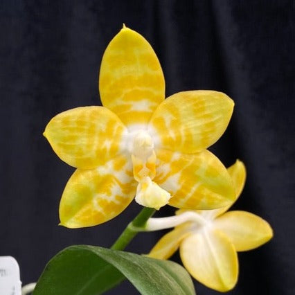 Phalaenopsis Yaphon Yellow Bomb 'Wilson'