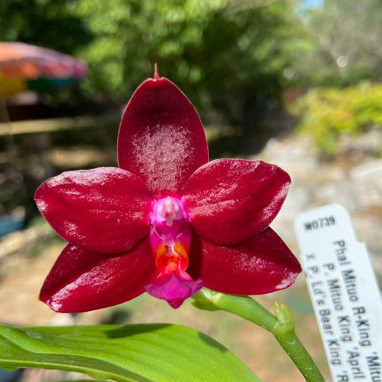 Phalaenopsis Mituo R-King 'Mituo'