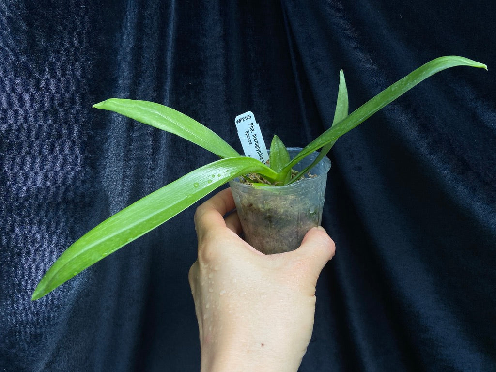 Phalaenopsis hieroglyphica var. alba x sib