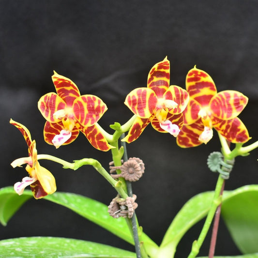 Phalaenopsis Yaphon Zebrina 'Yin'