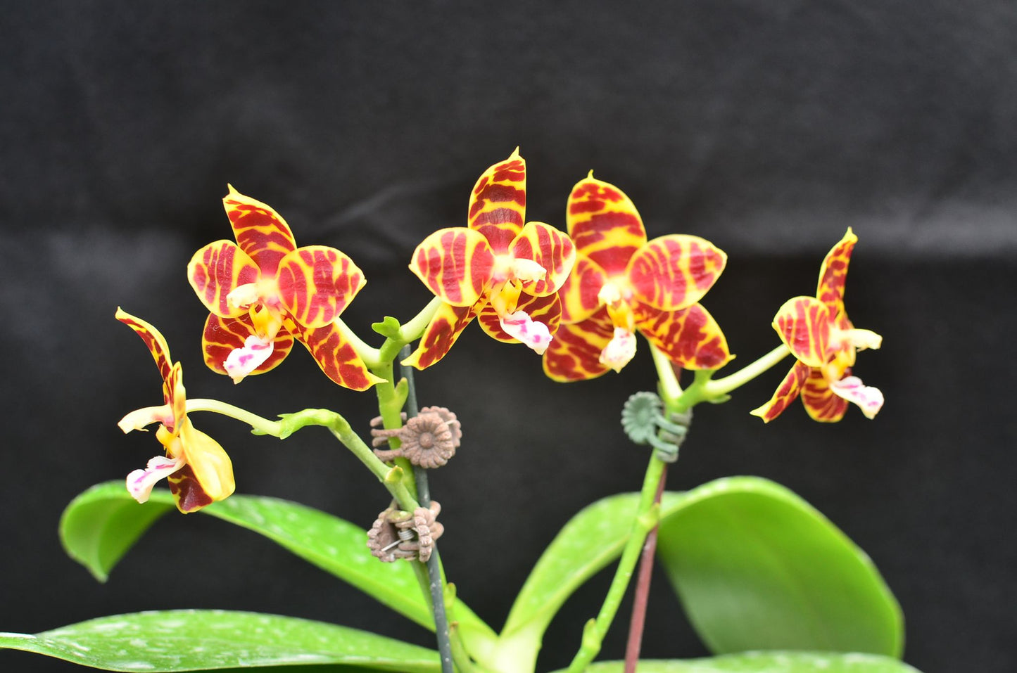 Phalaenopsis Yaphon Zebrina 'Yin'