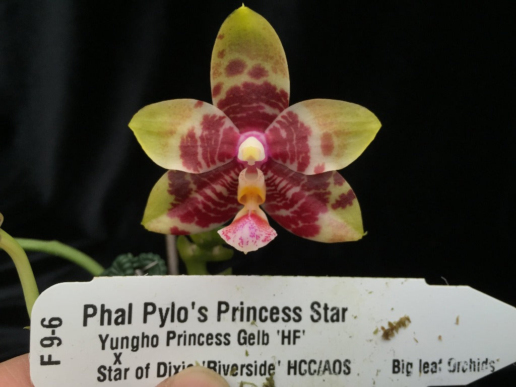 Phalaenopsis Pylo's Princess Star 'Texas' HCC/AOS