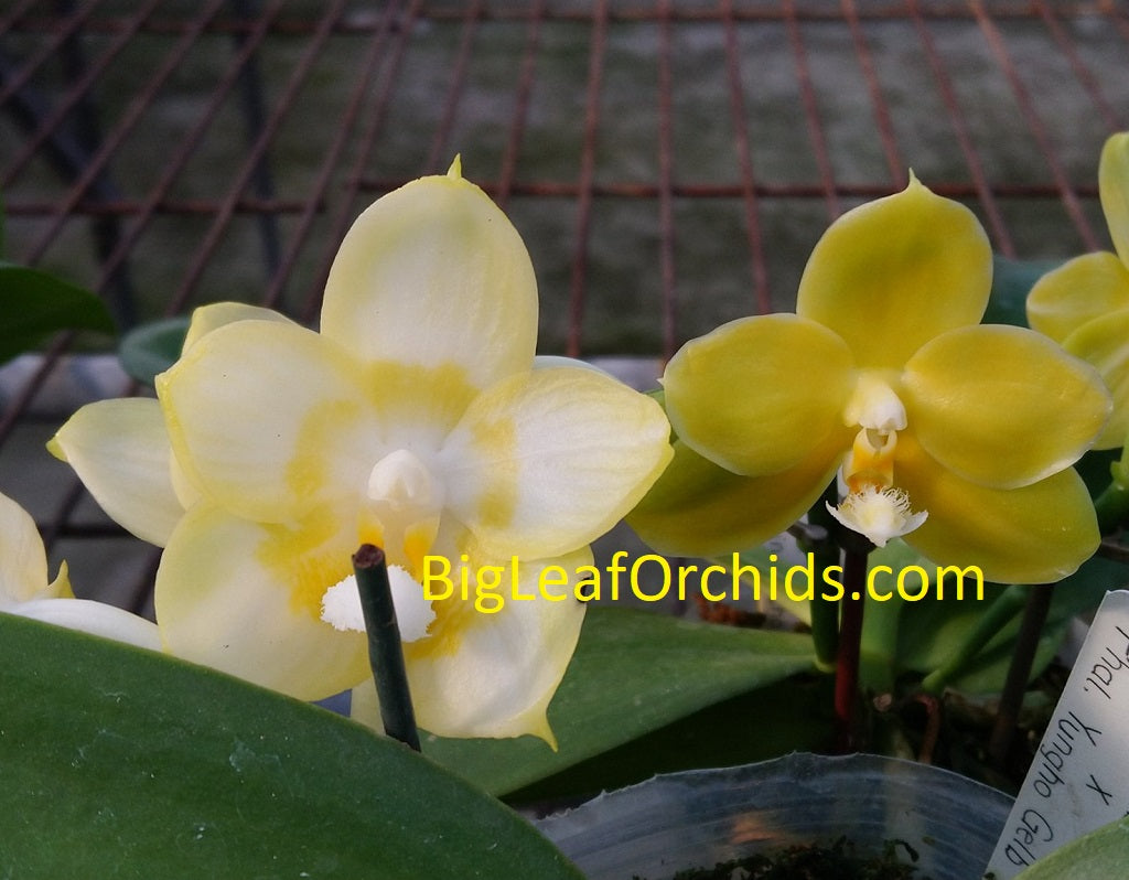 Phalaenopsis Yaphon Lover x ZM Quartz - Seedlings