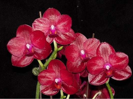 Phalaenopsis Haur Jih Fancy 'Red' Spiking