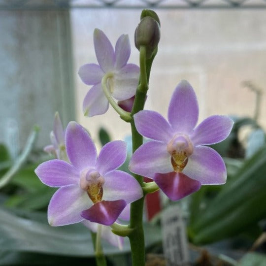 Phalaenopsis Evarise Blue Angel