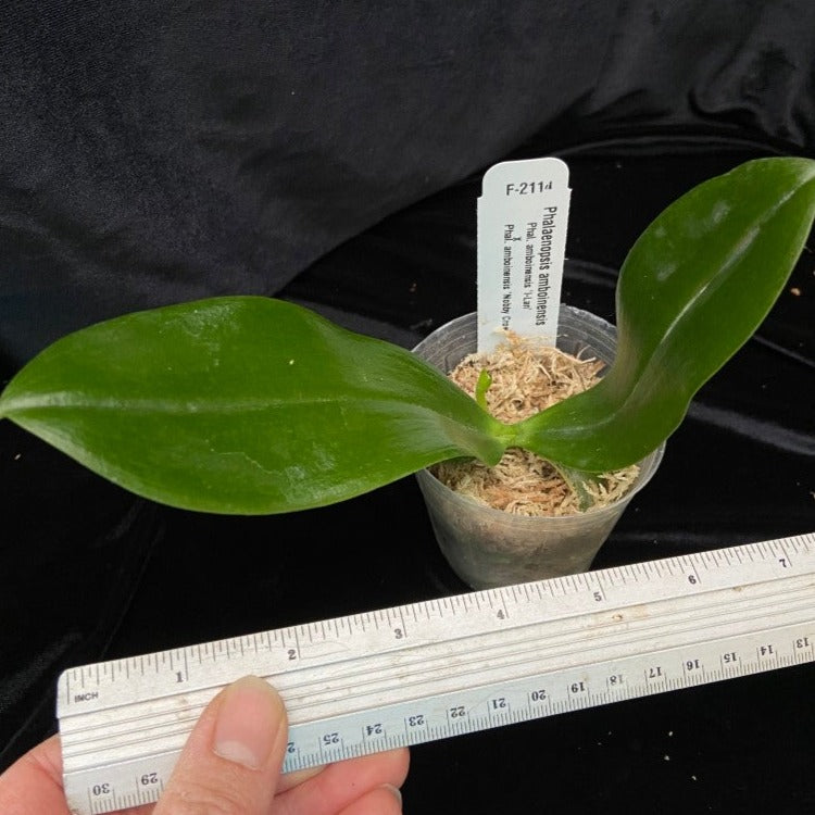 Phalaenopsis Gemstone's Double Ambo new seedlings