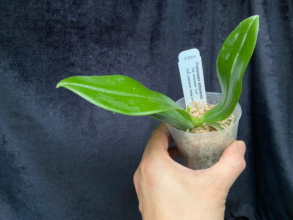 Phalaenopsis Gemstone's Double Ambo new seedlings