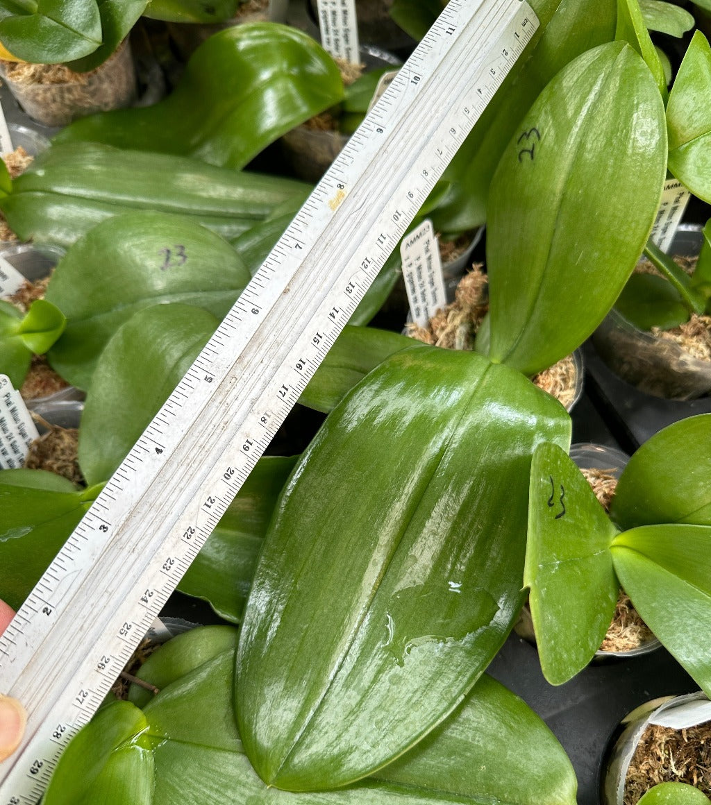 Phalaenopsis Mituo Gigan Sunny - Seedling