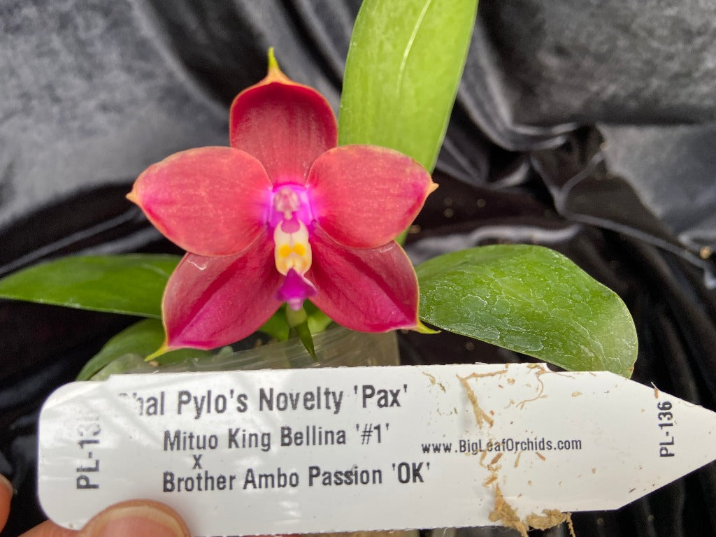 Phalaenopsis Pylo's Novelty 'Pax'