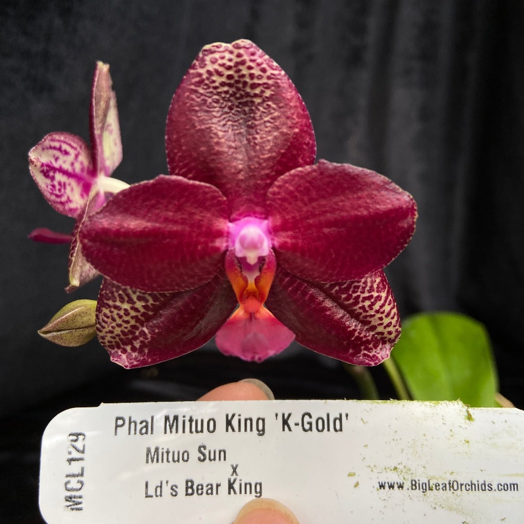 Phalaenopsis Mituo King 'K-Gold'