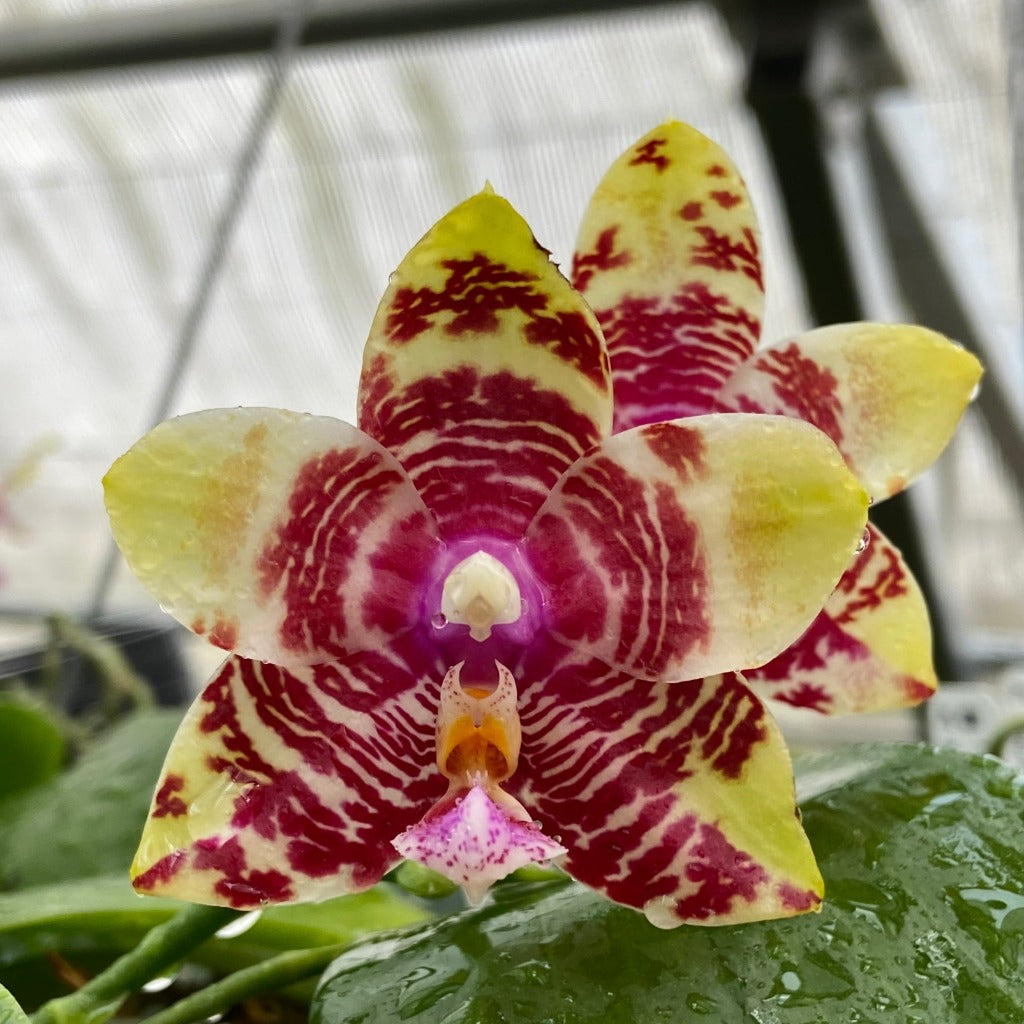 Phalaenopsis Pylo's Princess Star 'Texas' HCC/AOS