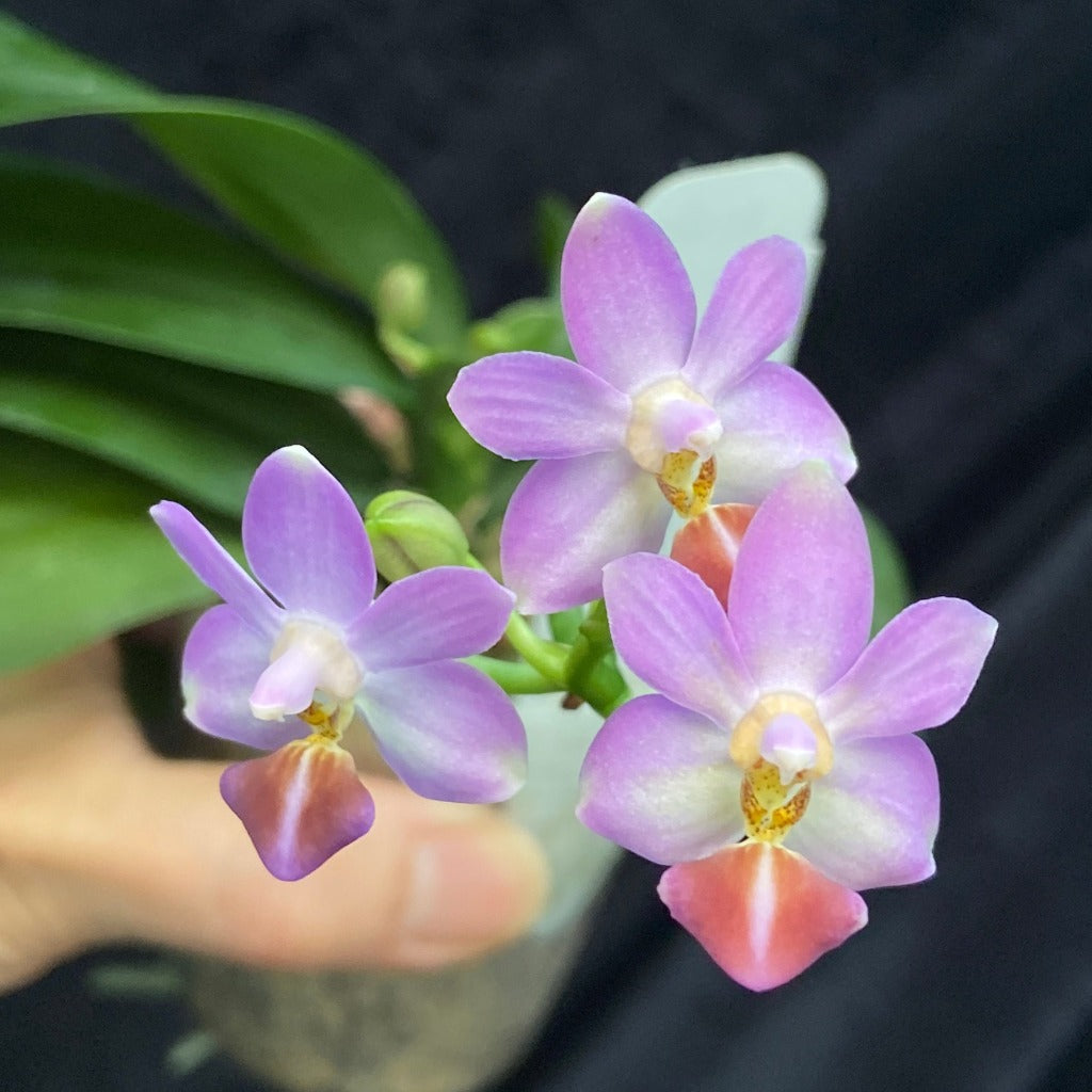 Phalaenopsis Evarise Blue Angel