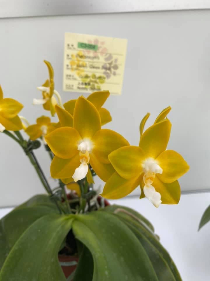 Phalaenopsis Nobby's Green Eagle 'Golden Country' AM/AOS