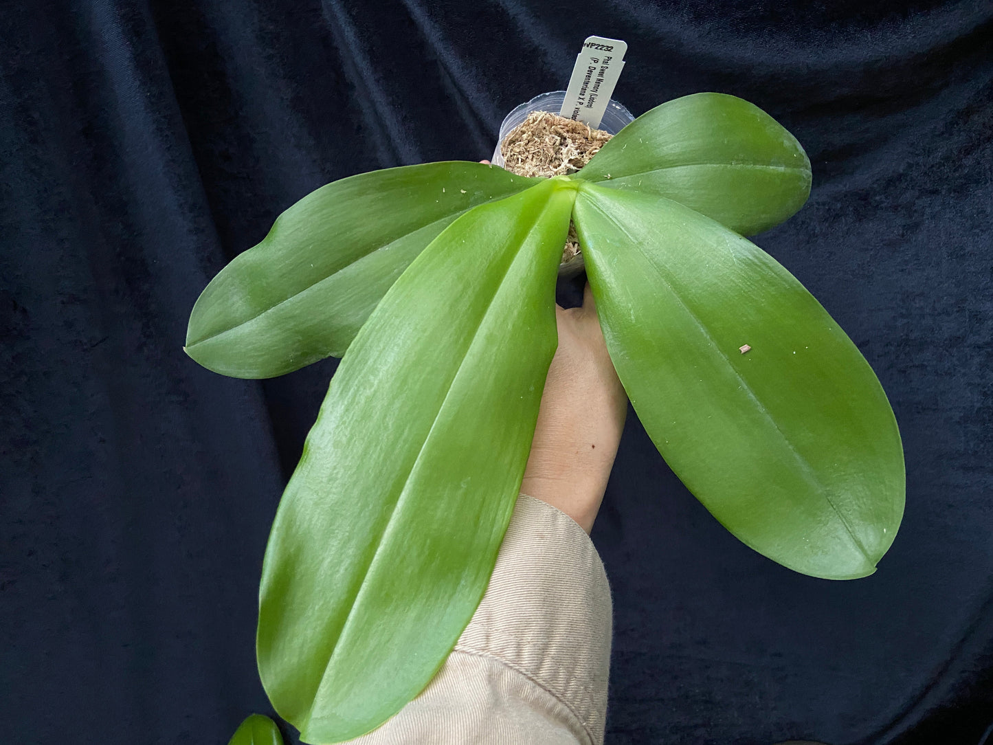 Phalaenopsis Sweet Memory (syn. Phal. Liodoro)