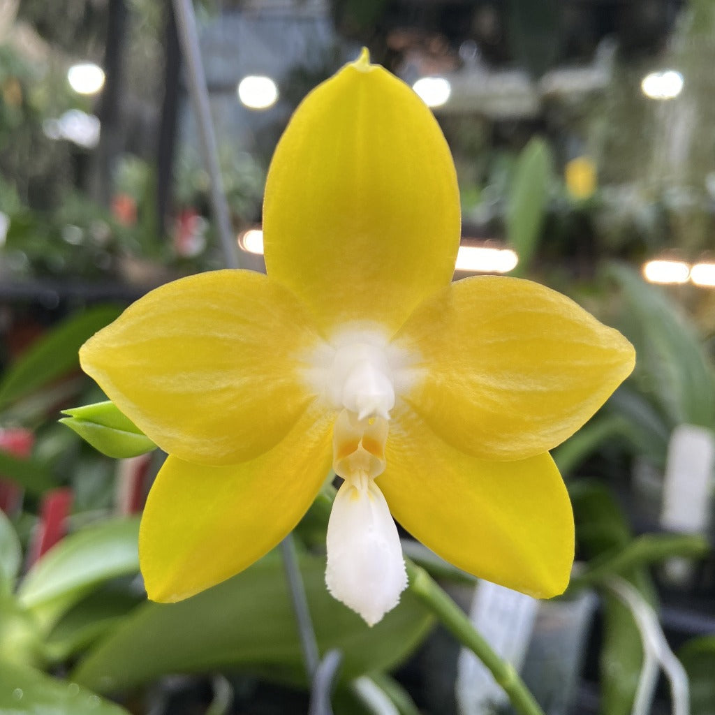 Phalaenopsis Nobby's Green Eagle 'Golden Country' AM/AOS