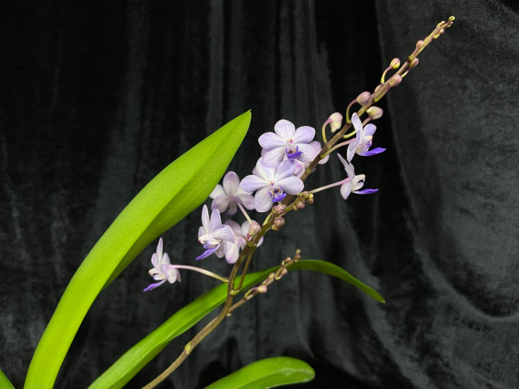 Rhynchonopsis Kasorn's Viola Coequestris 'Blue'