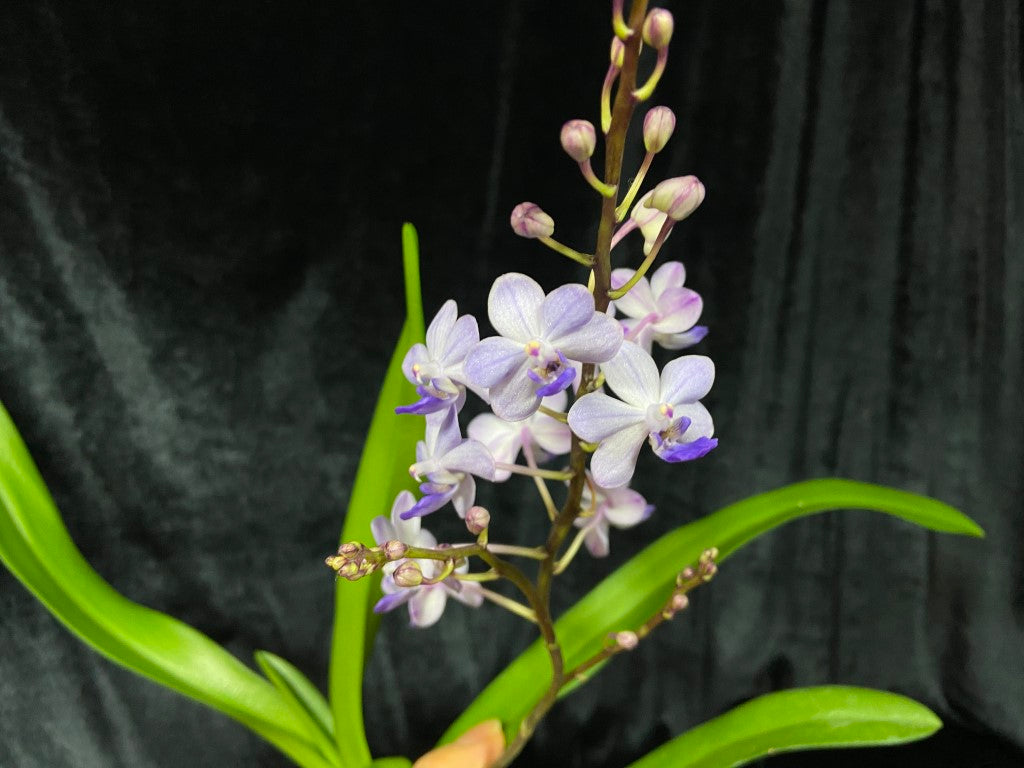 Rhynchonopsis Kasorn's Viola Coequestris 'Blue'