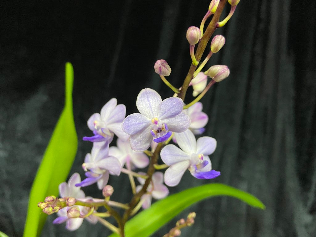 Rhynchonopsis Kasorn's Viola Coequestris 'Blue'