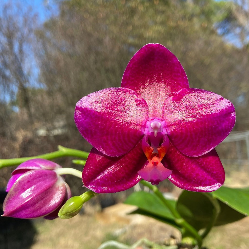 Phalaenopsis Mituo King 'Big Pink' Very Fragrant
