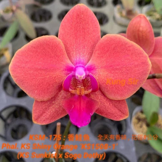 Phalaenopsis KS Shiny Orange 'Kung Sir'