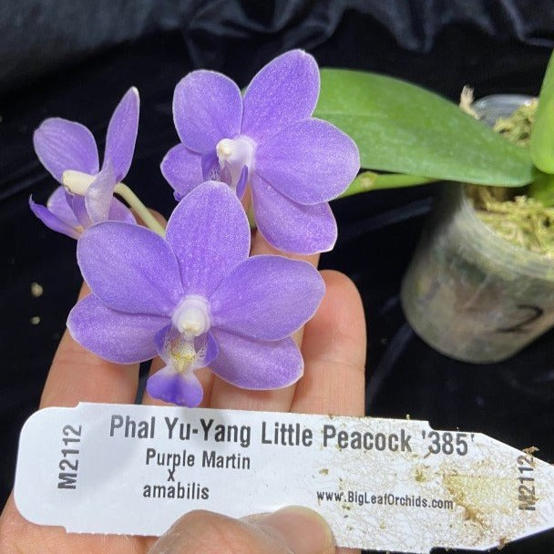 Phalaenopsis Yu-Yang Little Peacock (Clone)