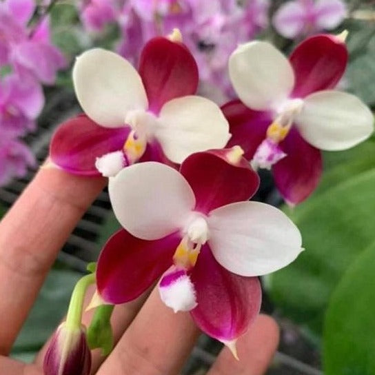 Phalaenopsis Germaine Vincent 'YuYu Rich' AM/AOS