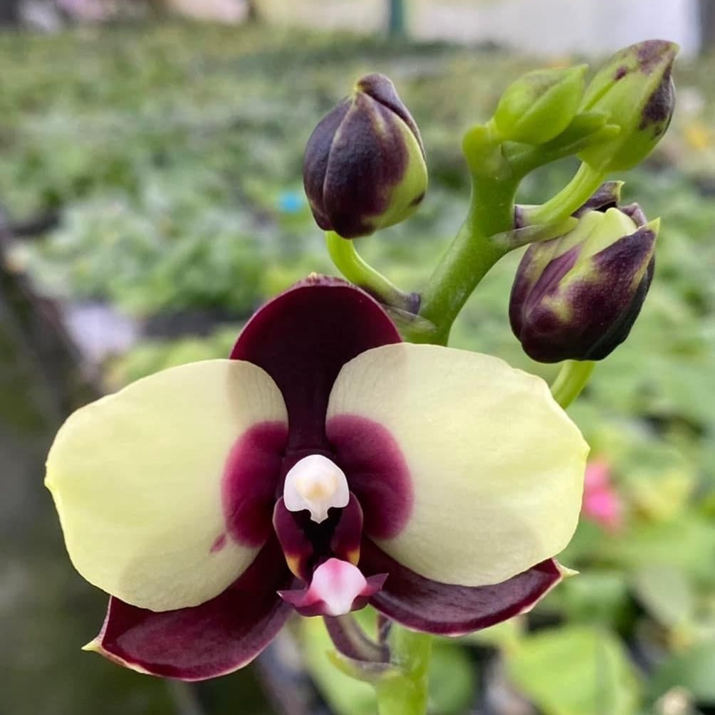 Phalaenopsis Mituo Diamond 'Panda'