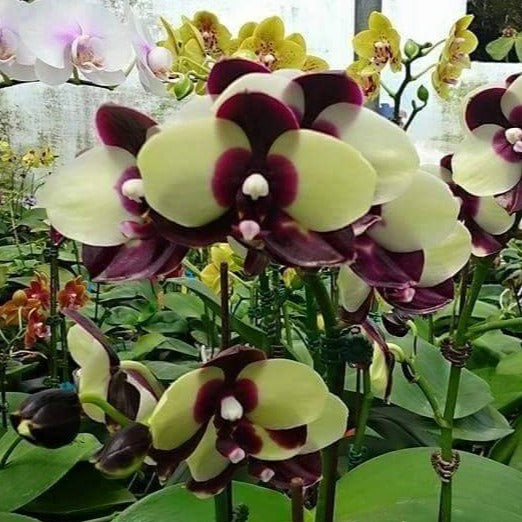 Phalaenopsis Mituo Diamond 'Panda'