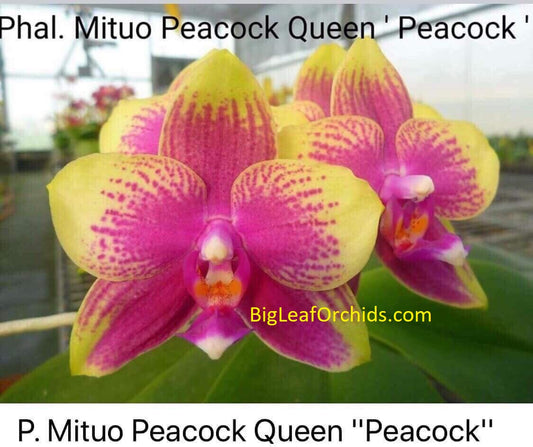 Phalaenopsis Mituo Peacock Queen 'Mituo #1'