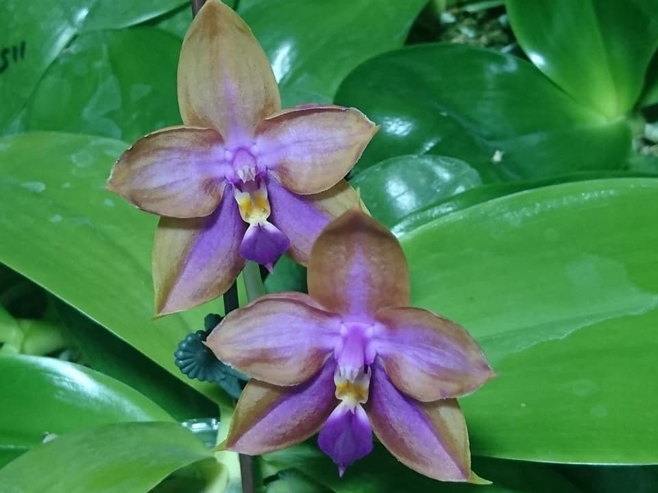 New in sweet fragrance! Phal. Mituo GH online King Coral ‘Peach’ (MO782)