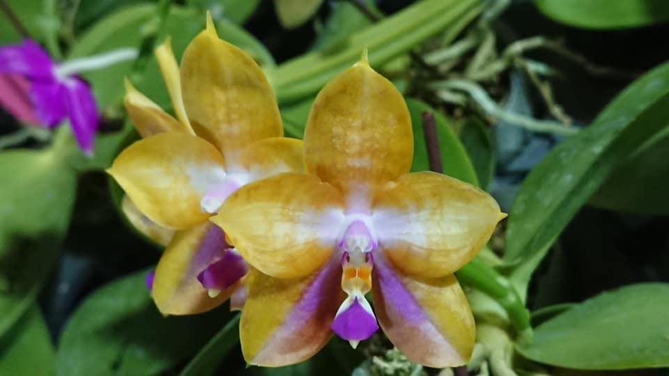 Phalaenopsis Mituo GH King Star 'Blueberry'