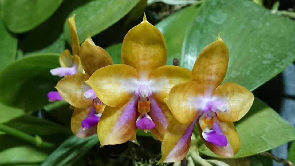 Phalaenopsis Mituo GH King Star 'Blueberry'