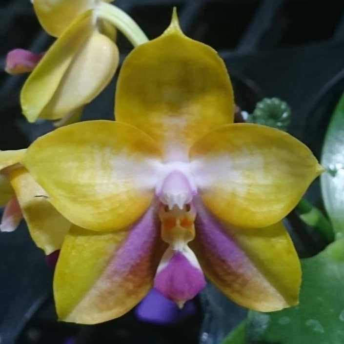 Phalaenopsis Mituo GH King Star 'Blueberry'