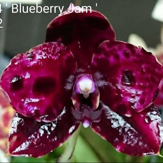 Phalaenopsis Mituo Reflex DD 'Blueberry Jam'